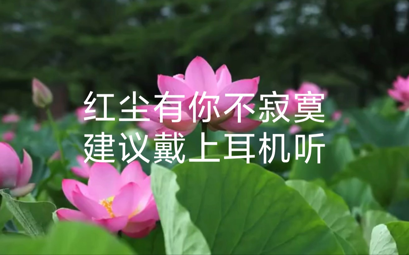 红尘有你不寂寞