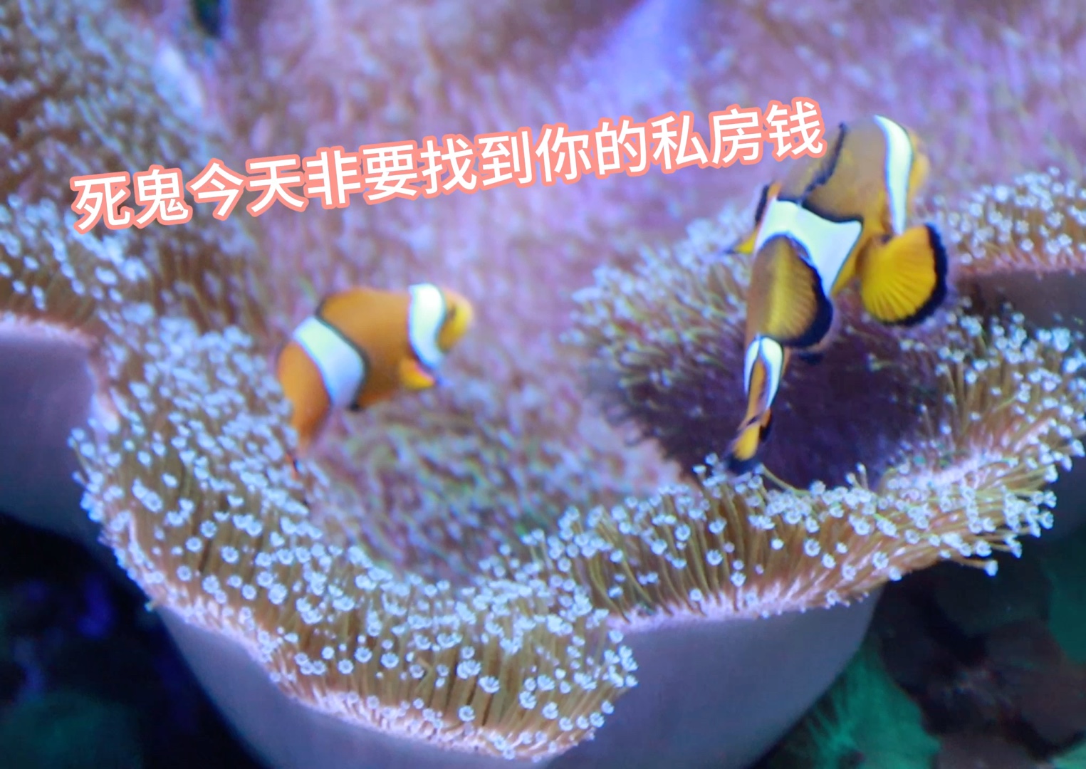 鱼鱼在线装傻:啥叫私房钱,不太懂