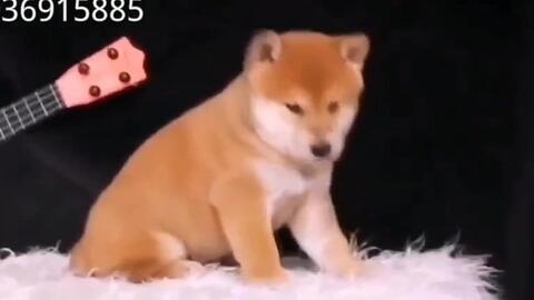 为什么现在的宠物狗价格那么贵聪明伶俐的纯种柴犬多少钱一只北京日本柴犬好养吗柴犬聪明吗小柴犬吃什么狗粮好风格更好贵宾宠物狗价格和图片大全 哔哩哔哩