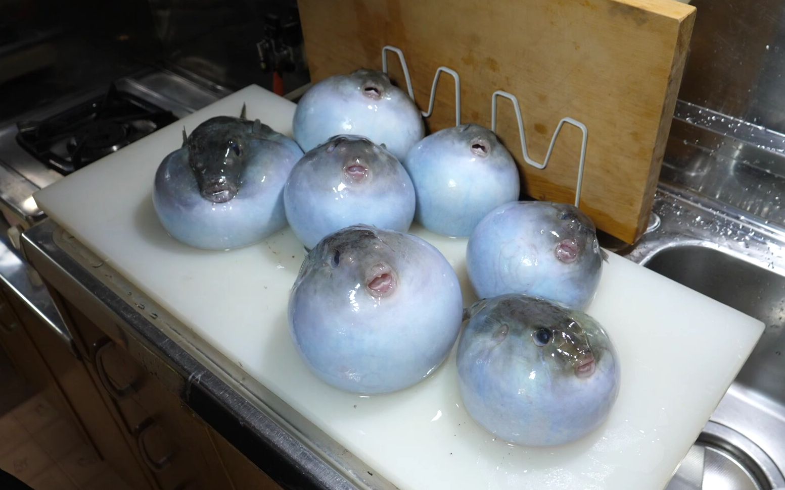 【海鲜小哥金子】这是鱼?