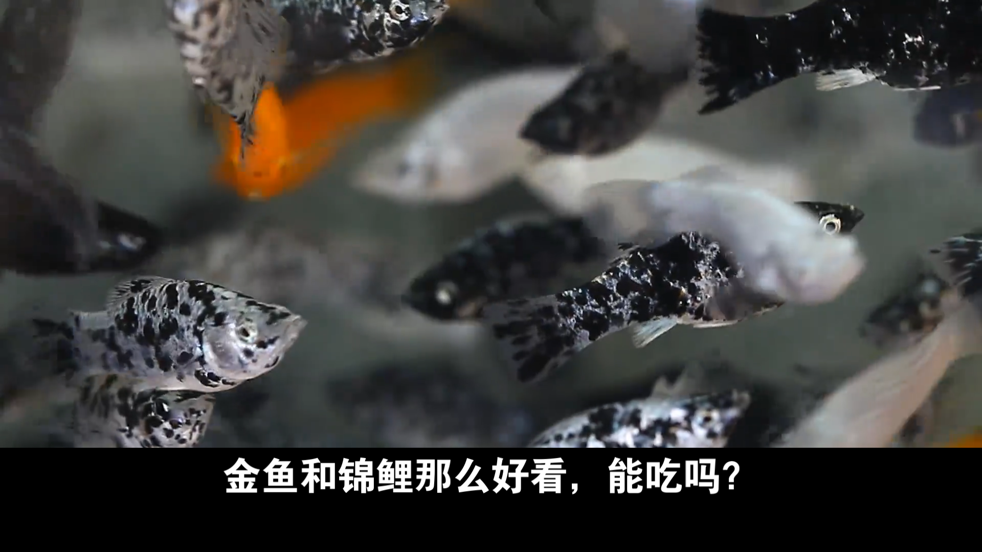 金鱼和锦鲤能吃吗