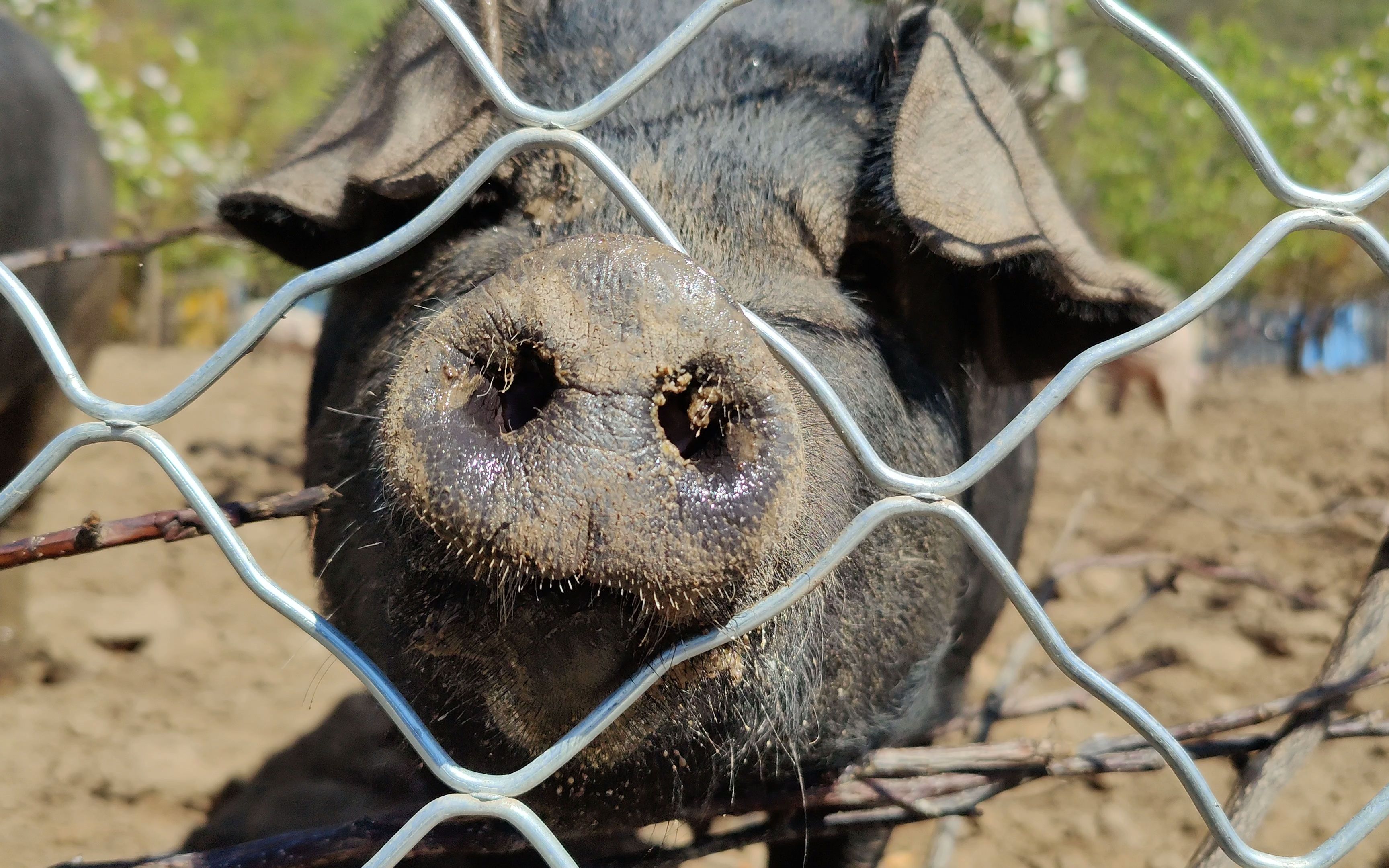 北京郊区的黑猪