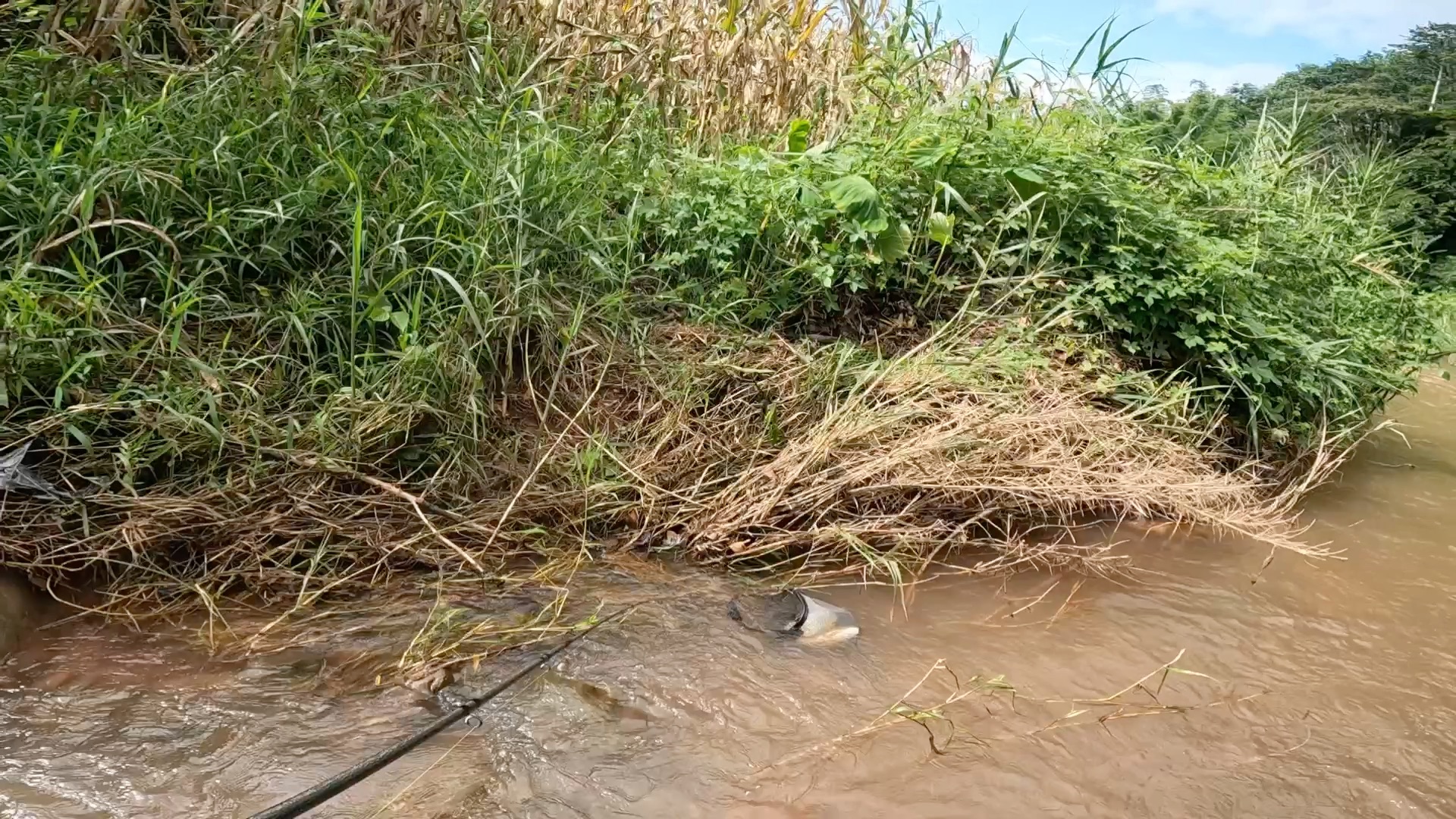 水马骝 雨后溪流路亚 久违的爆扣