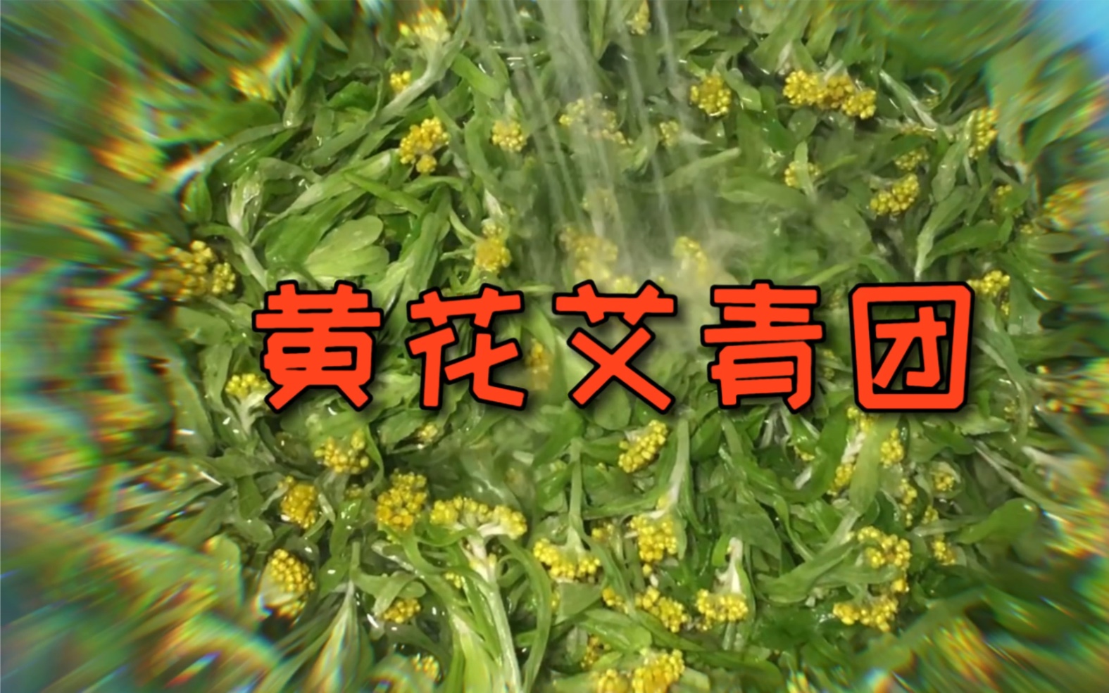 开花青团制作艾草中极品黄花艾做青团竟然不绿青团制作自制低糖低油