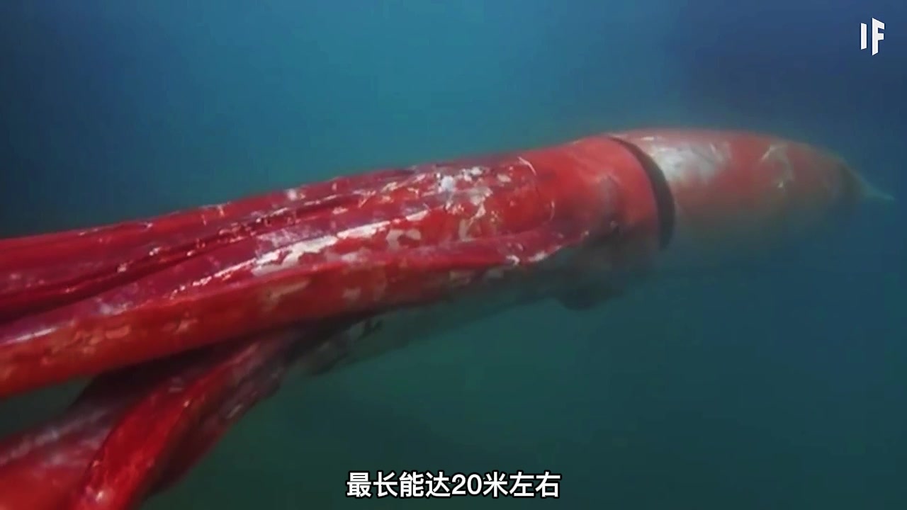 [图]深海里最大的十种巨型生物