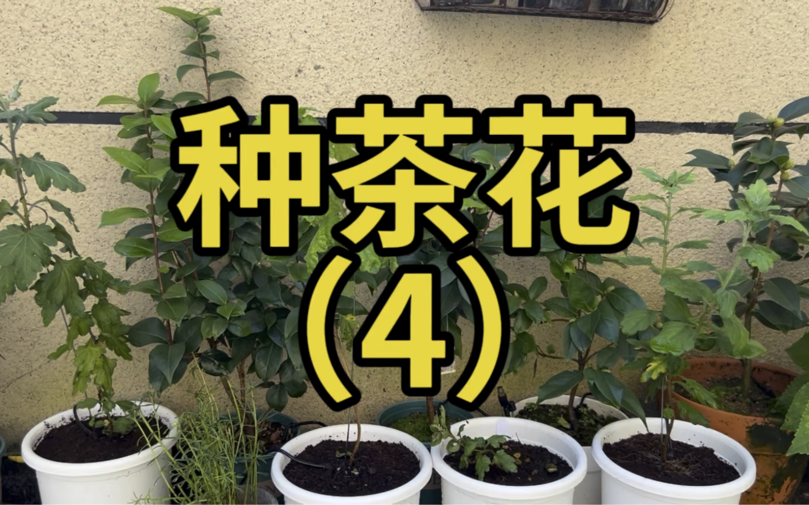 种茶花(4)掐花苞、菊花生长情况更新哔哩哔哩bilibili