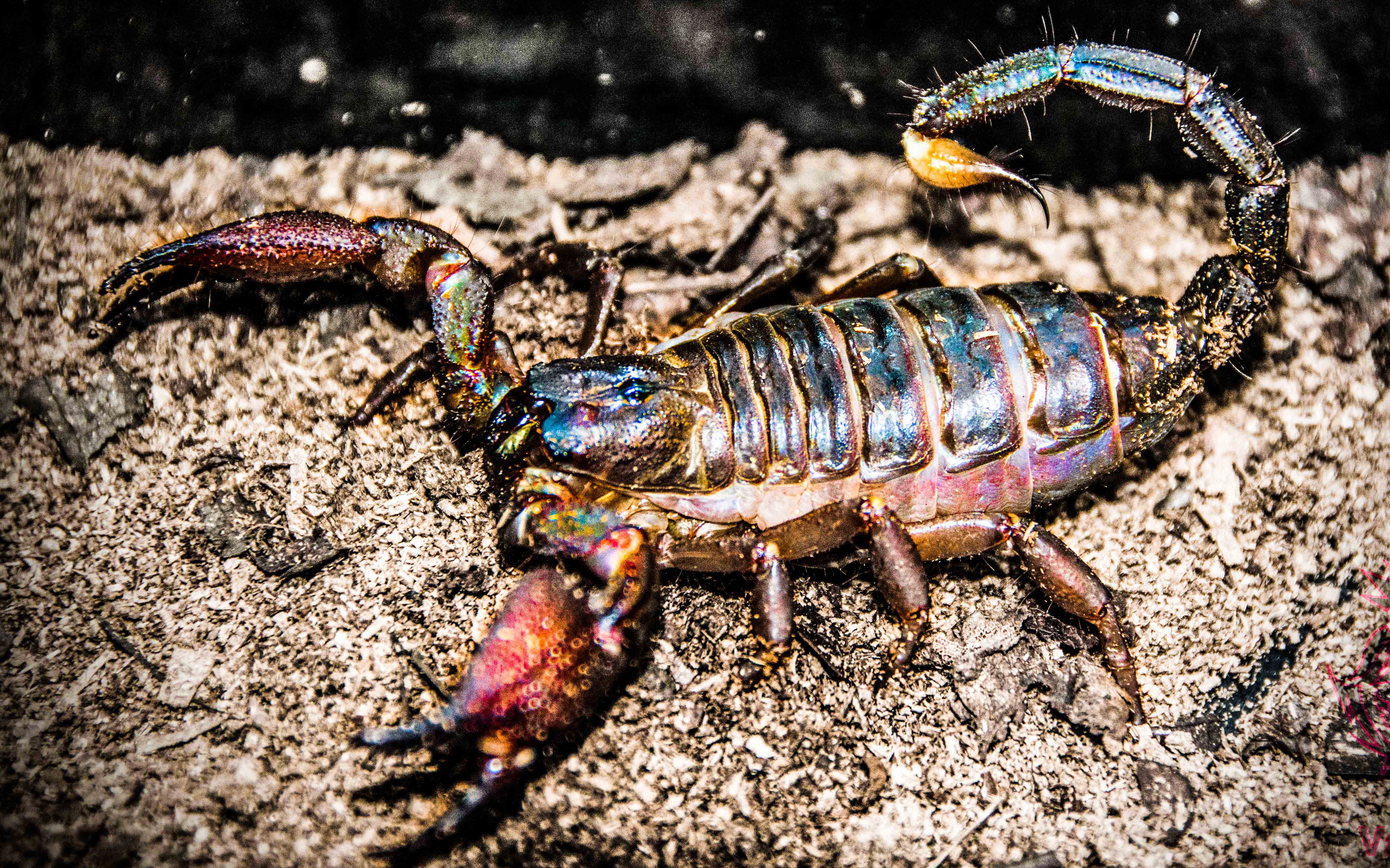 【红爪雨林蝎 帝王蝎 马来西亚雨林蝎 彼得异蝎 亚马逊巨人捕鸟蛛】