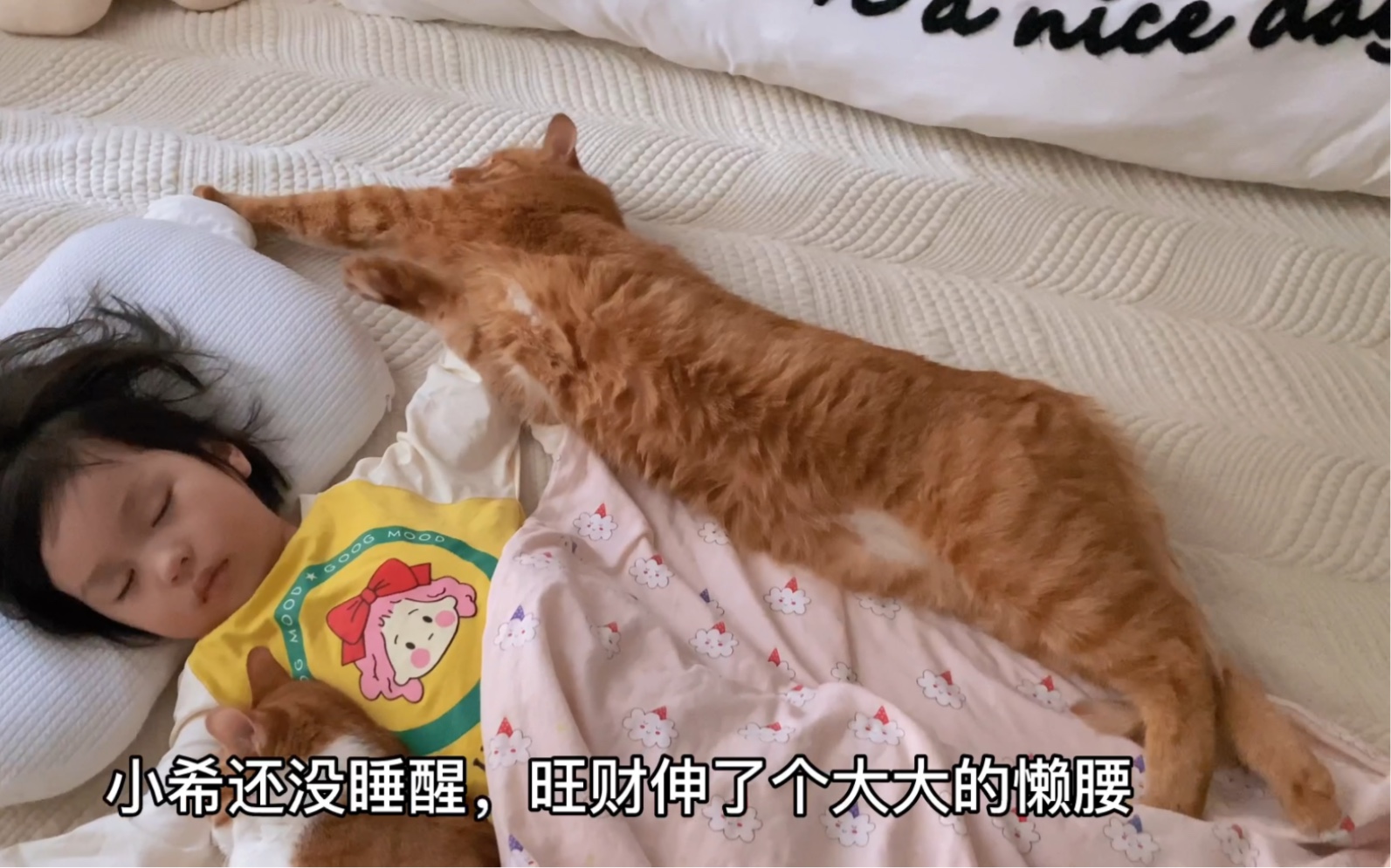 猫狗双全的小美好,早晨活力满满的毛孩子们哔哩哔哩bilibili