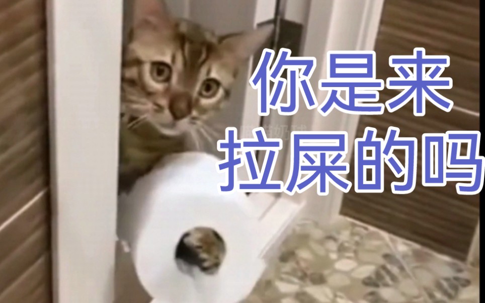 [图]猫 猫 队 ，遭 大 罪(´O｀)