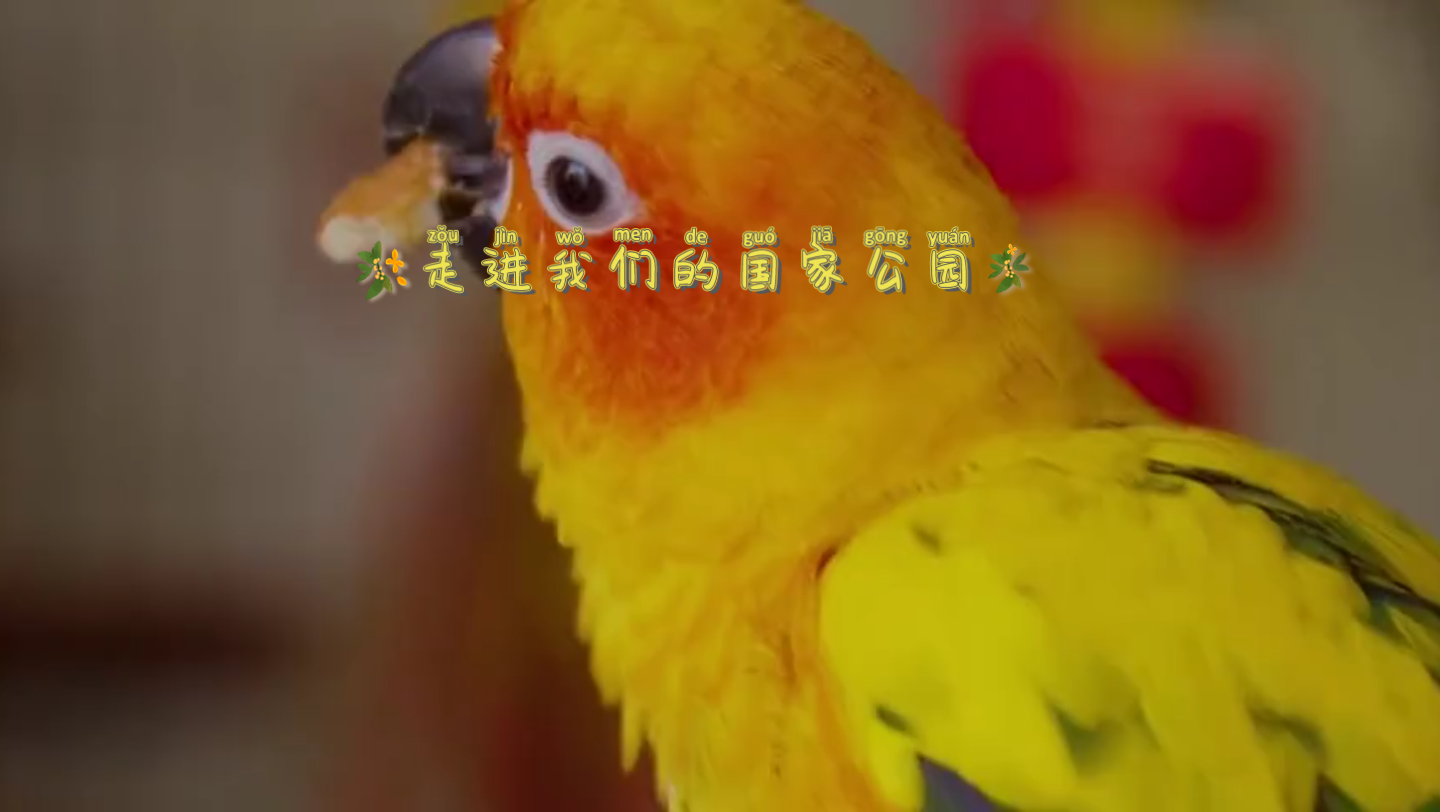 昆士兰石斑鱼图片