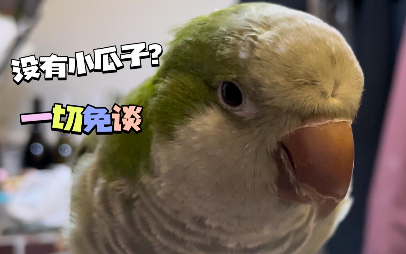 【鹦鹉】铁蛋—— 一只唯利是图的鹦鹉.