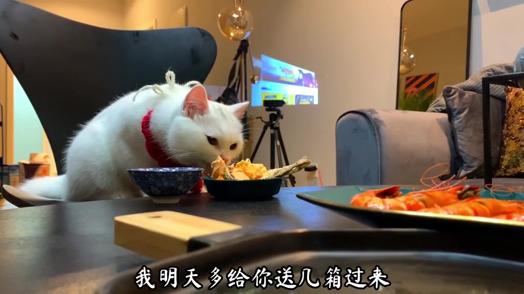 泡芙妹喜欢吃三文鱼 打算明天寄几箱给它当零食布丁仔和泡芙妹的一天