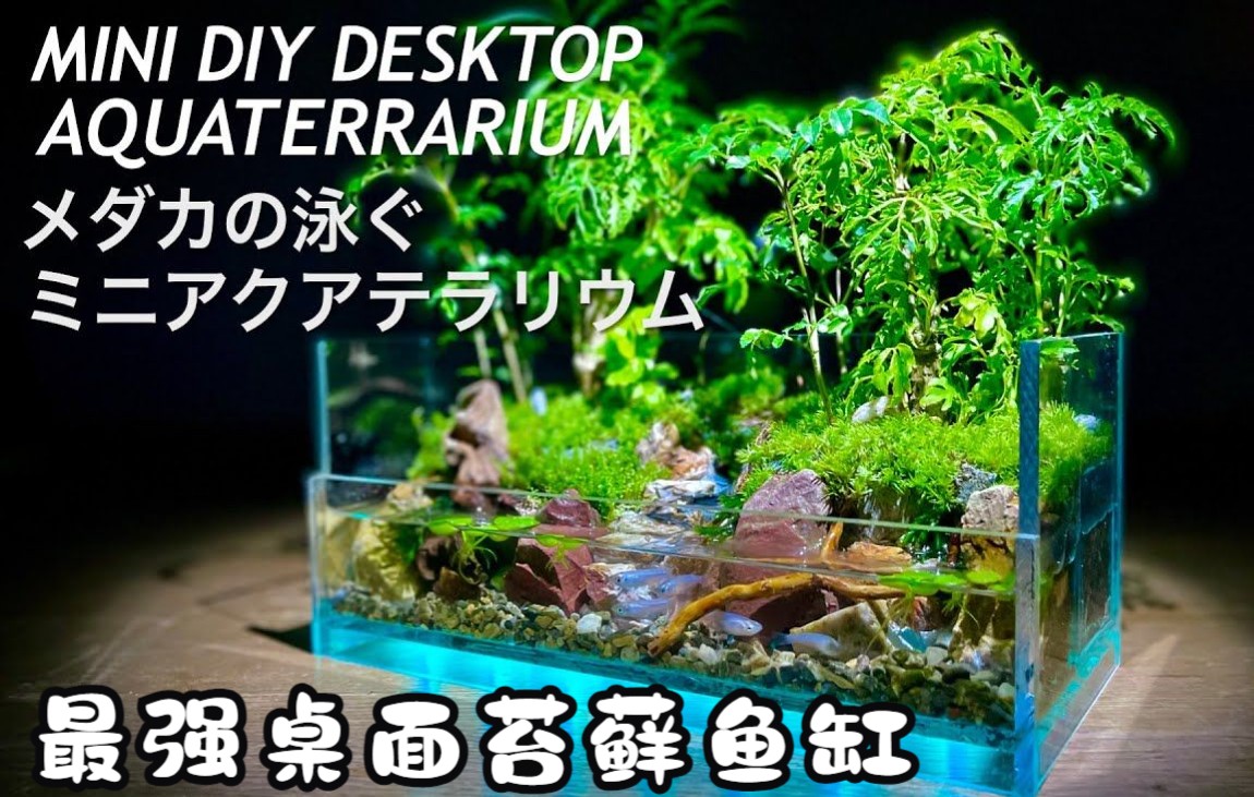 【苔藓鱼缸】DIY制作桌面岛屿苔藓鱼缸~~Mini DIY Desktop Aquaterrarium |治愈减压哔哩哔哩bilibili