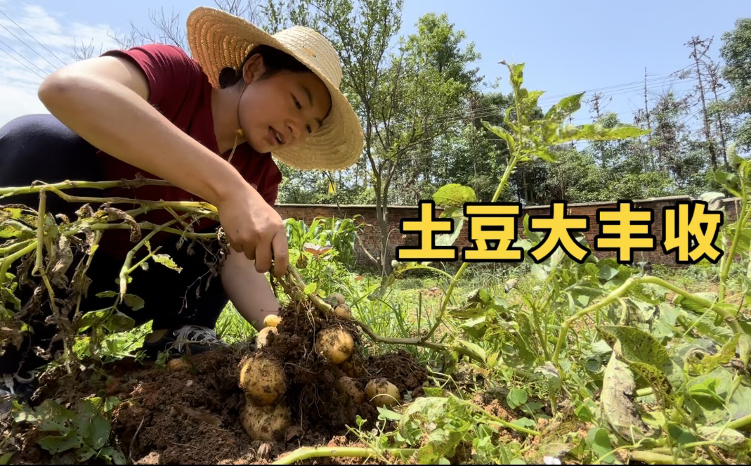 自家种的土豆大丰收,夫妻两挖了一簸箕,做个铁锅炖排骨太香了哔哩哔哩bilibili