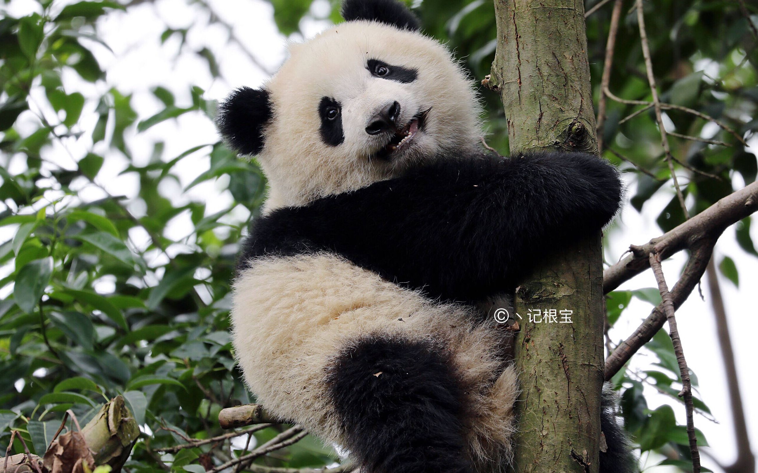 20180711_《大熊猫大美成兰》今天两宝宝怼的真开心,麻麻在一边悠闲地