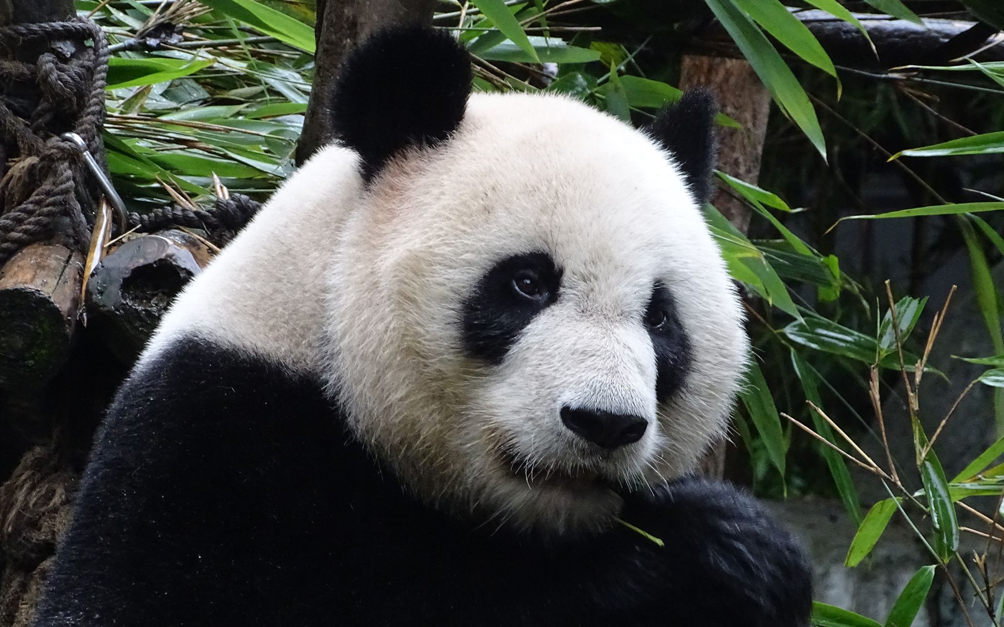 大熊猫美兰 吃着吃着就困了