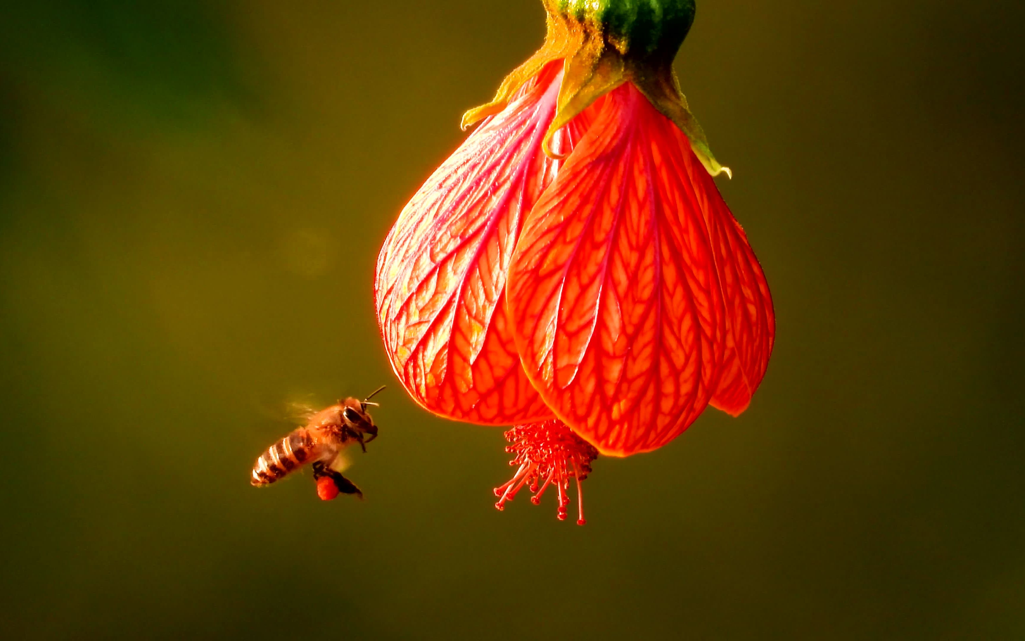 漂亮的灯笼花,蜜蜂飞舞采花蜜