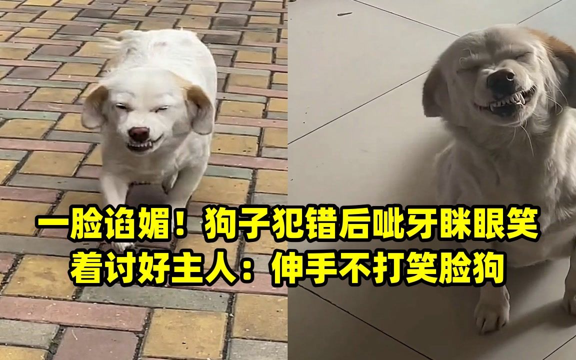一脸谄媚!狗子犯错后呲牙眯眼笑着讨好主人:伸手不打笑脸狗