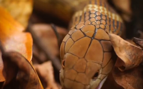 眼镜王蛇一口吞食巨蟒