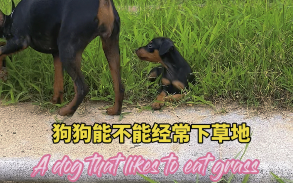 迷你宾莎犬 #迷你杜宾犬 #狗狗到底能不能经常下草地 答案是肯定恳栽