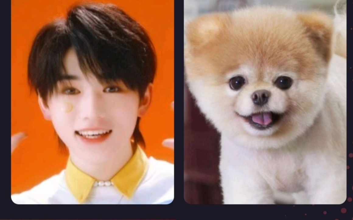 时代少年团撞脸了但是动物版全网最多照片的数据库匹配结果你觉得像吗