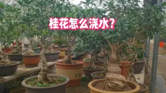 Video herunterladen: 桂花几天浇一次水？一年四季浇水频率是怎样的？一个视频介绍清楚