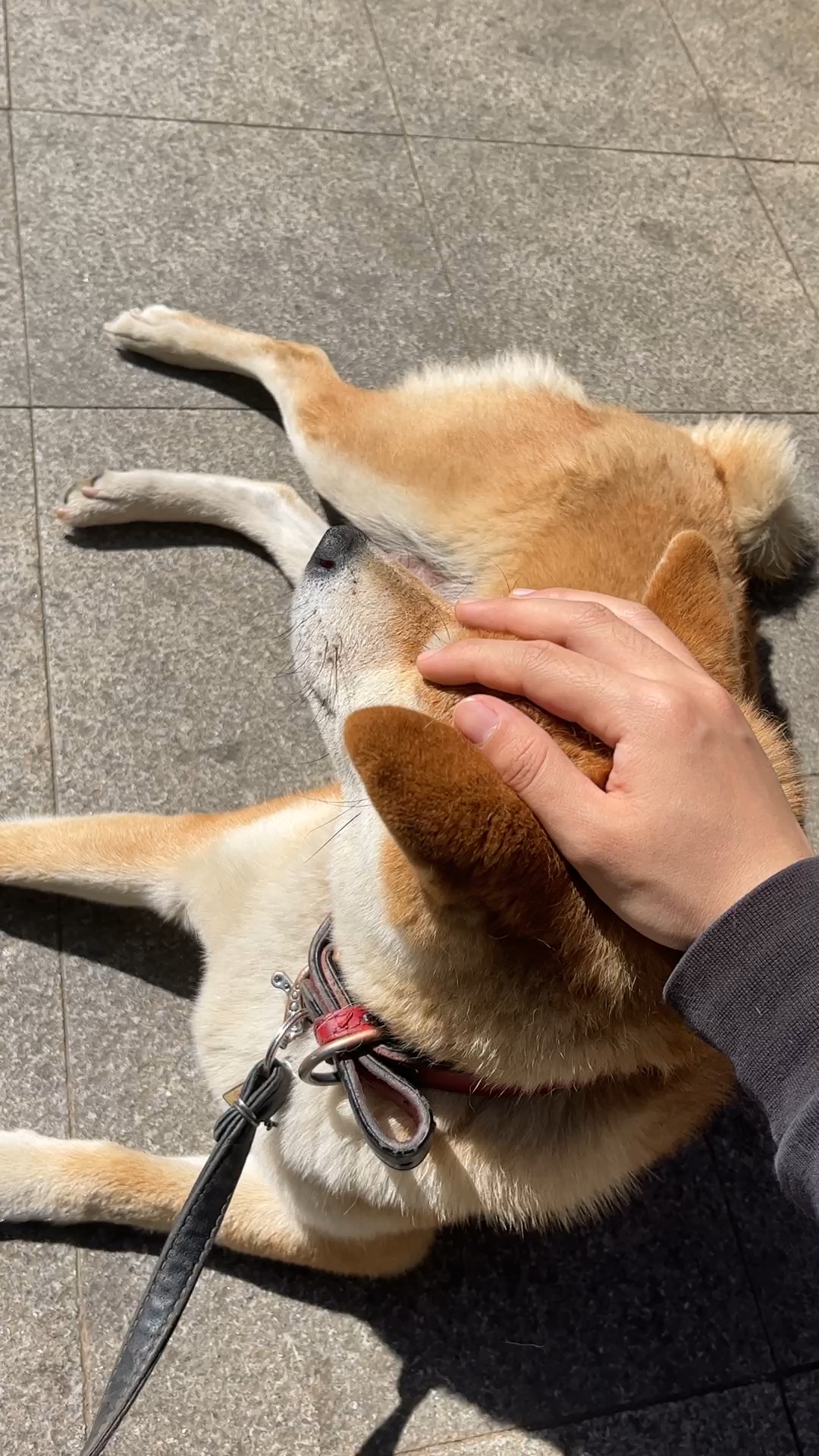 摸摸狗头,万事不愁