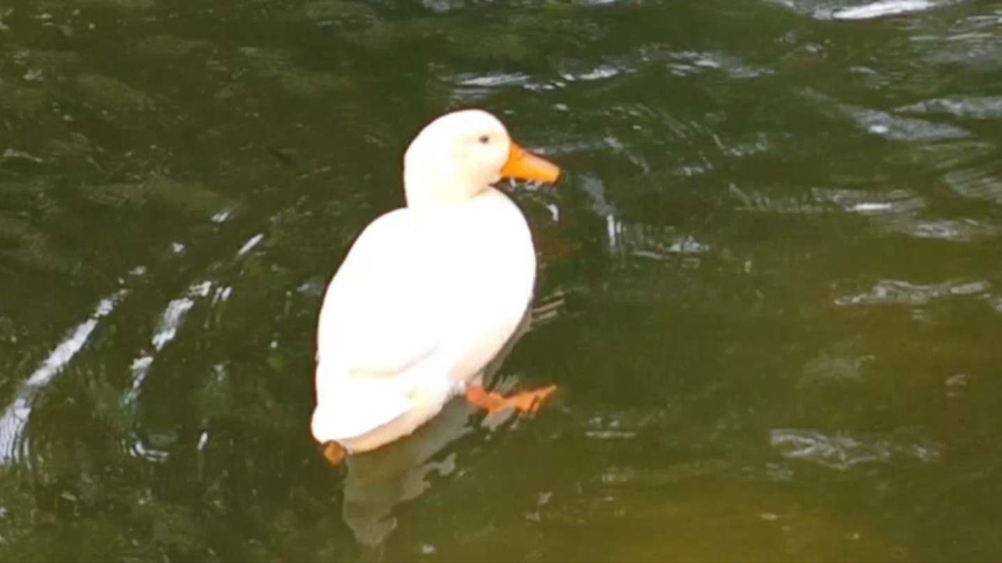 鸭鸭鸭鸭鸭鸭鸭鸭鸭鸭鸭鸭鸭鸭鸭鸭鸭鸭鸭鸭鸭鸭鸭鸭