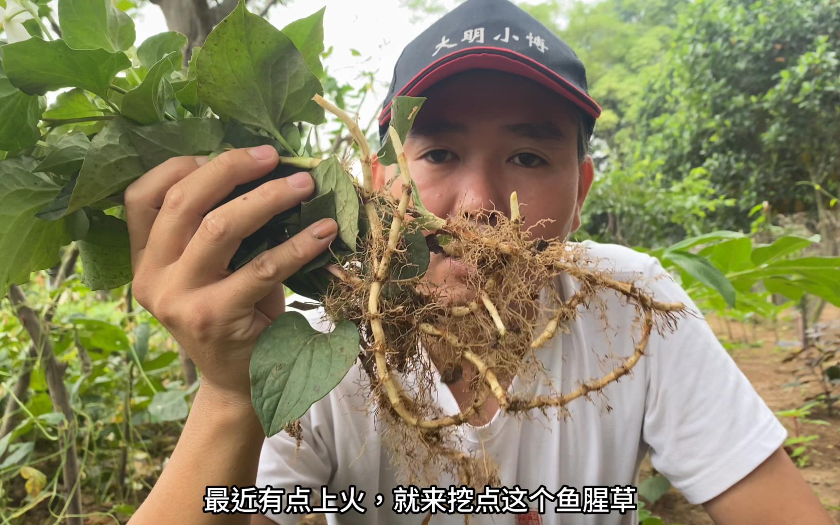 鱼腥草又叫折耳根,自带有一股浓浓鱼腥味,最近上火,挖些煲凉水哔哩哔哩bilibili