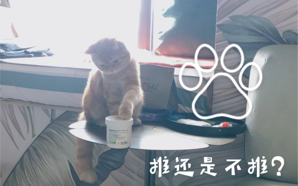 [图]【小橘猫】最懂得及时收手的小橘猫-橘英俊