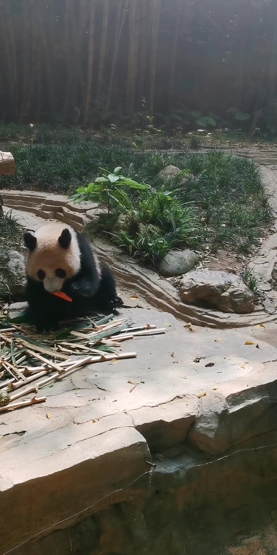 你知道熊猫的食物都有哪些吗哔哩哔哩bilibili