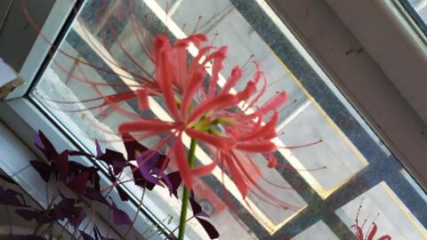 彼岸花 石蒜 长出花苞了 临近秋分 又到了石蒜的花期了 在古代 石蒜也被称为金灯花 在佛教 石蒜也是一种象征天降祥瑞的吉祥花卉 在小日 小日子过那 却属于黄泉花 哔哩哔哩