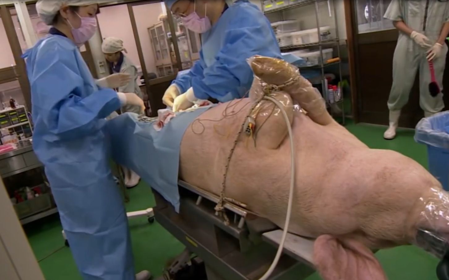 日本人养了17头半人半猪,体内长着人类的器官,让人不敢相信