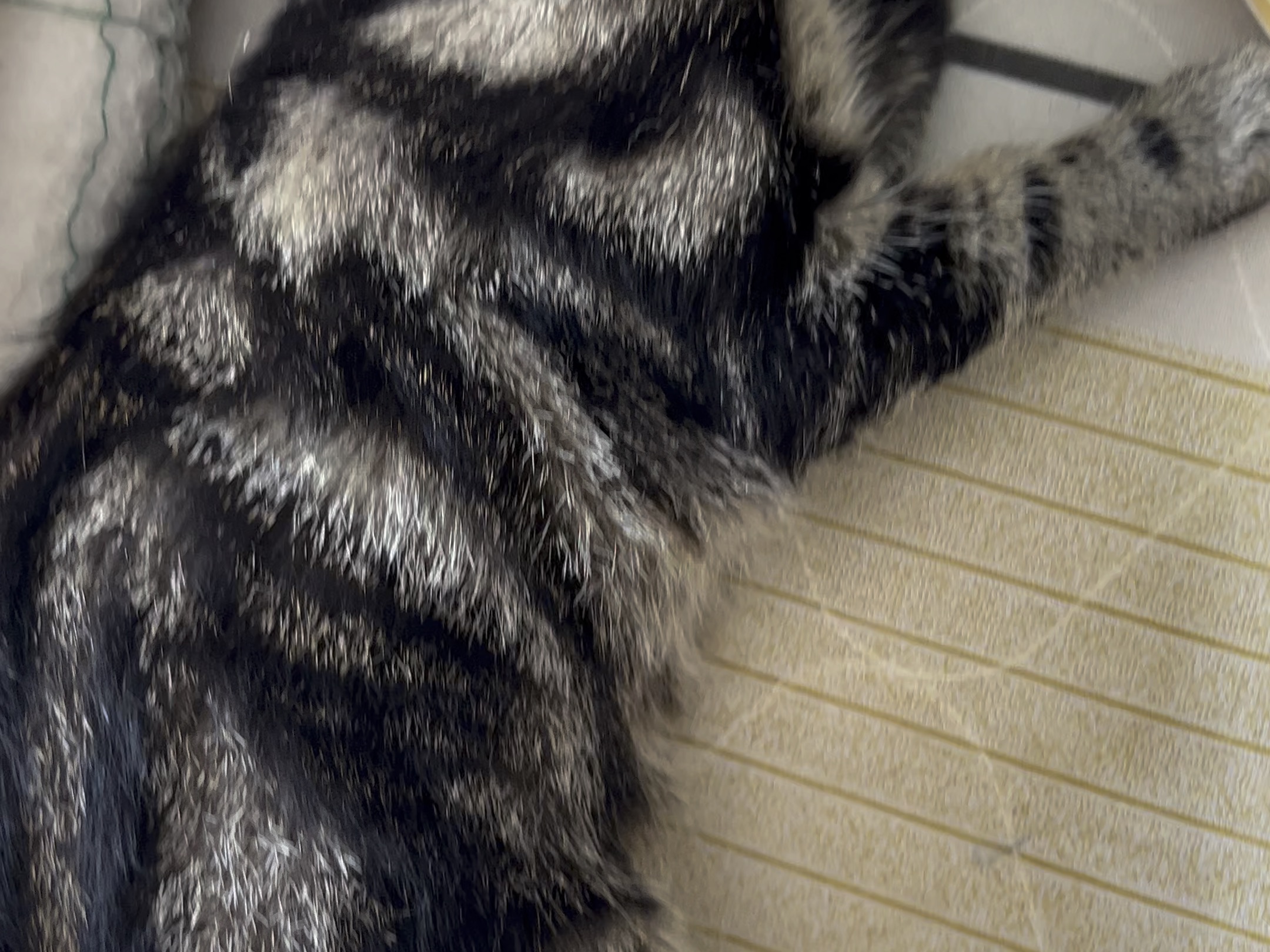 猫咪掉毛严重,不让碰脊背,不进食,这是怎么了