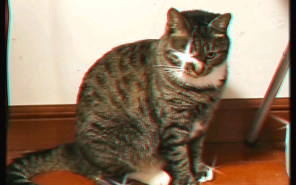 狸花猫大福近期照片