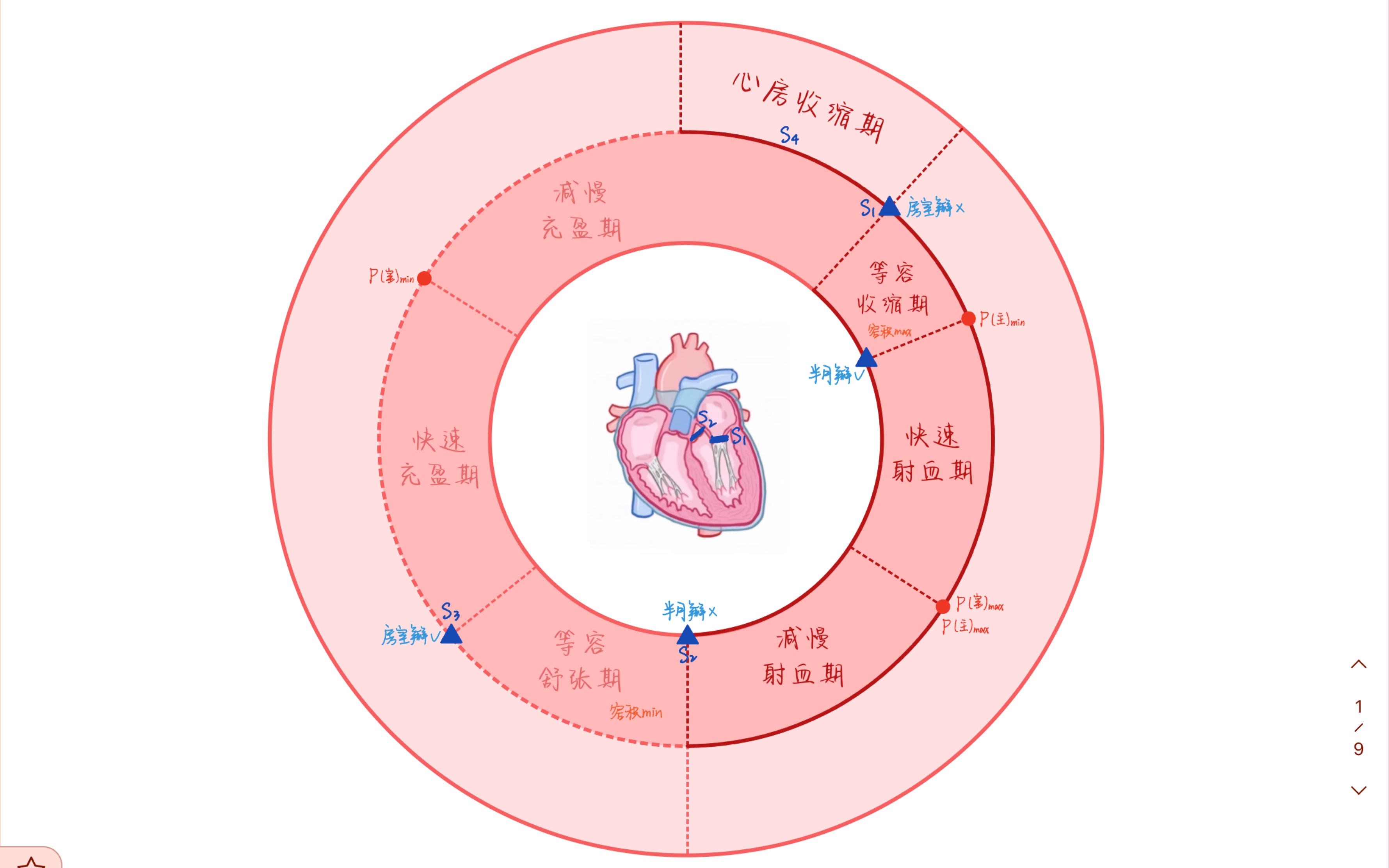 心脏17节段图片