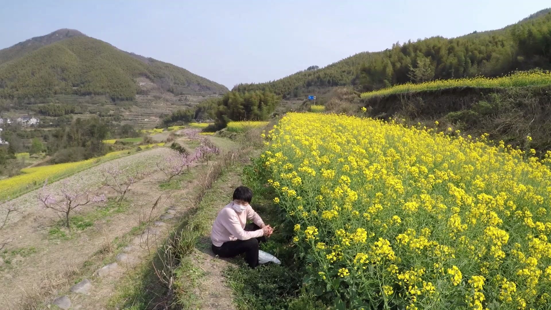 大堰镇的油菜花田,柏坑水库哔哩哔哩bilibili