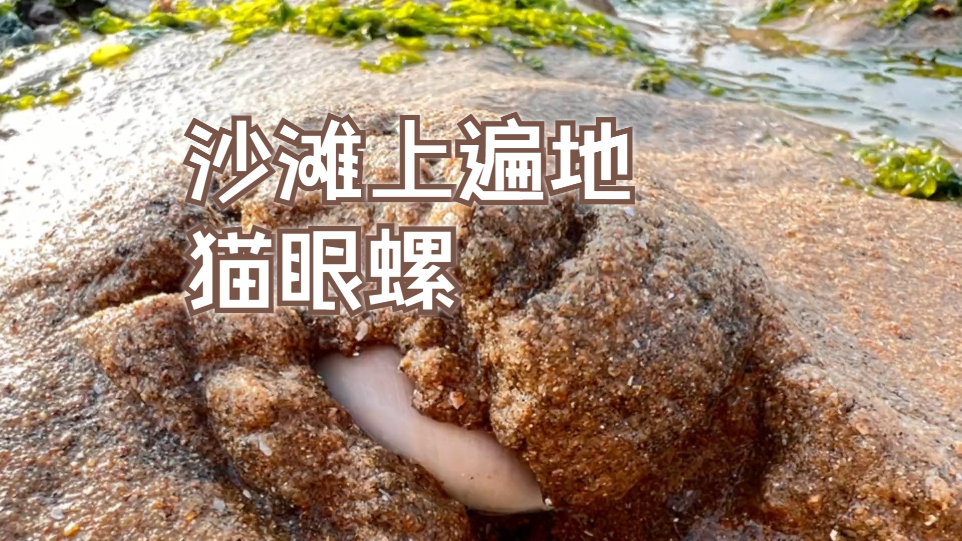 牛牛赶海发现沙滩上遍地猫眼螺,还有站立的海星,太奇怪了#赶海 #猫眼