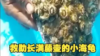 下载视频: 小哥救助全身长满藤壶的小海龟