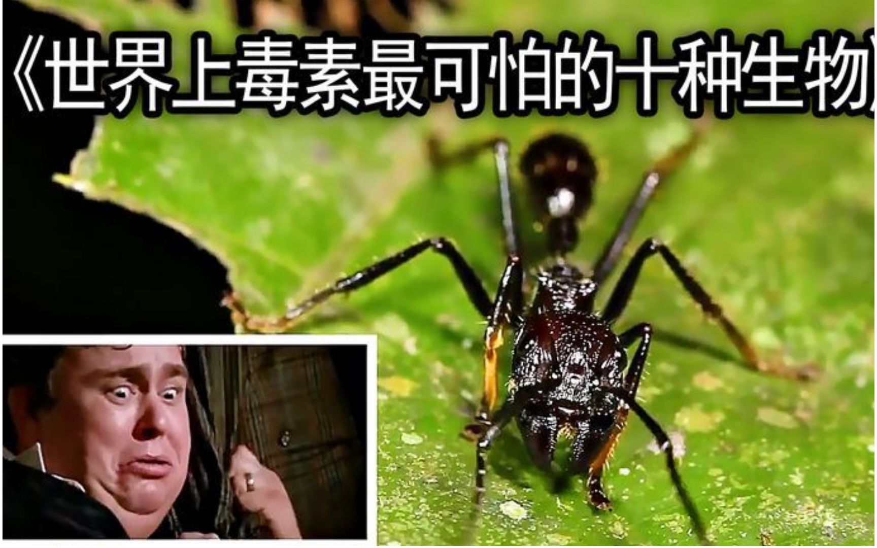 [图]盘点世界上最毒的十大动物