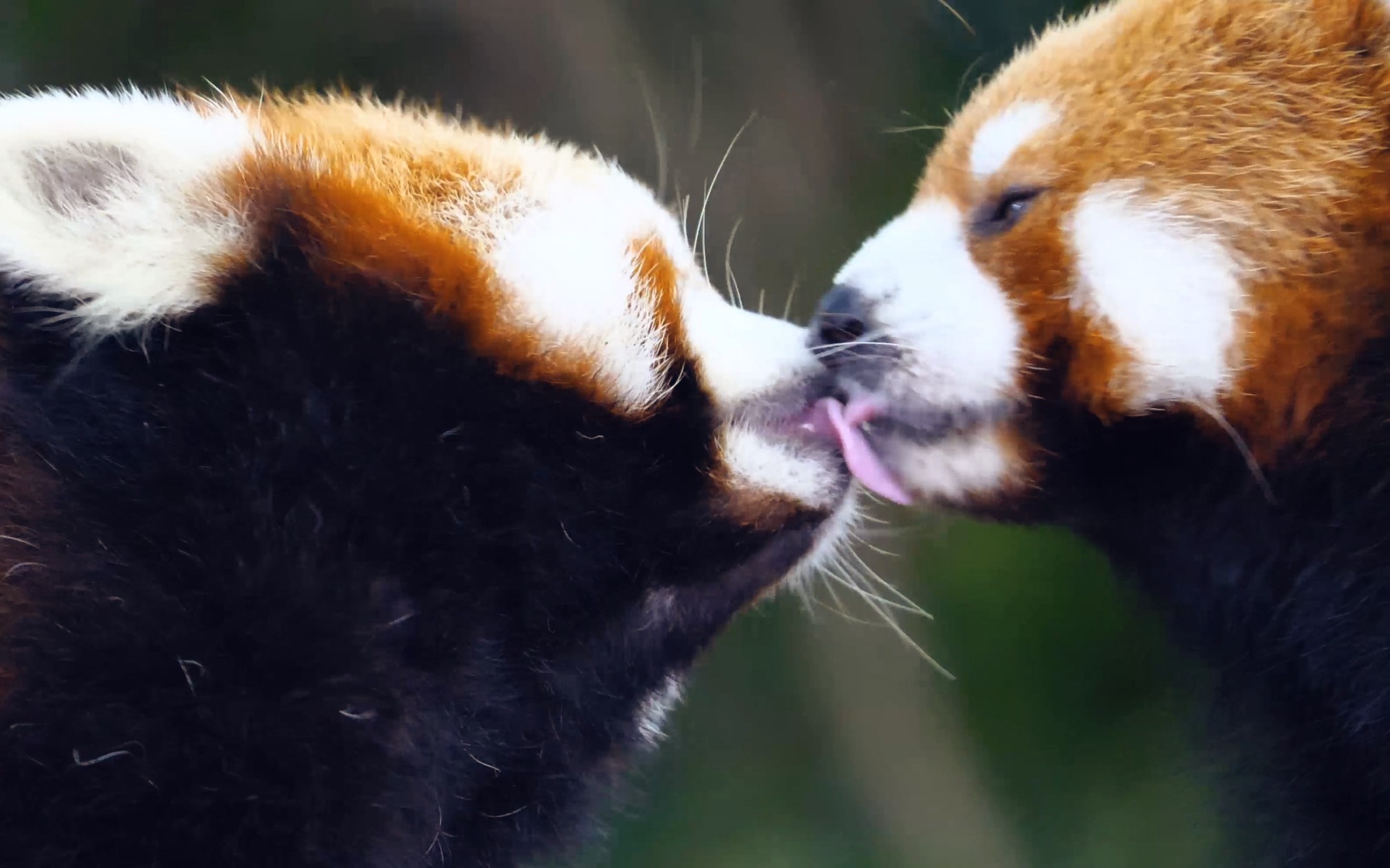 亲亲【小熊猫】二宝,小宝