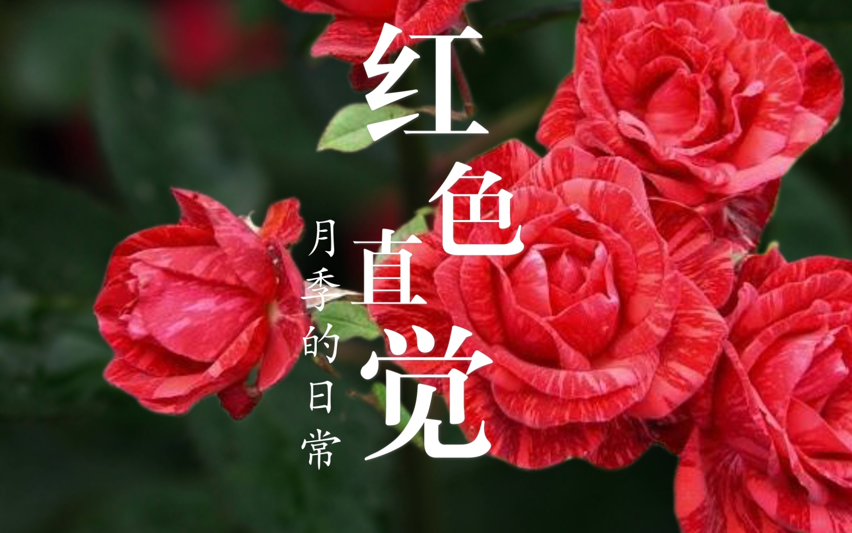 月季带大一颗红色直觉宝宝