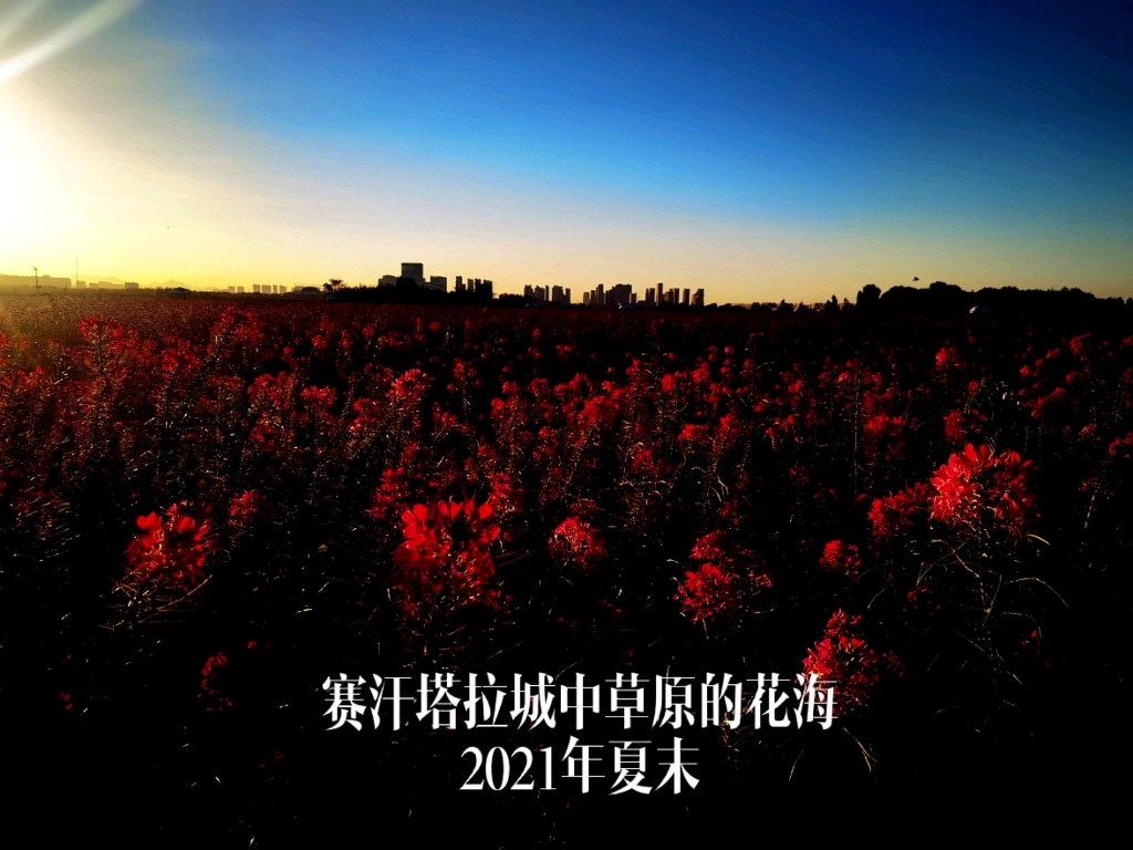 包头,赛汗塔拉城中草原的花海,2021年夏末