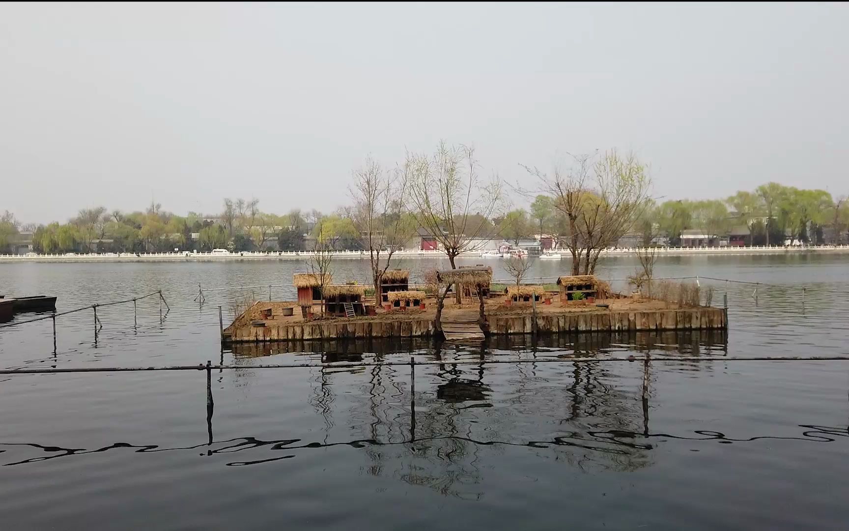 野鸭子的豪宅---北京后海野鸭岛,里面竟然已经有蛋了!