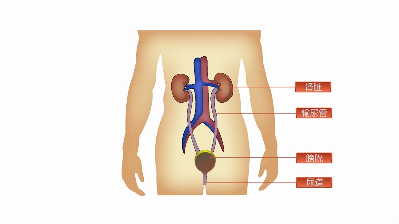 生物泌尿系统结构图图片