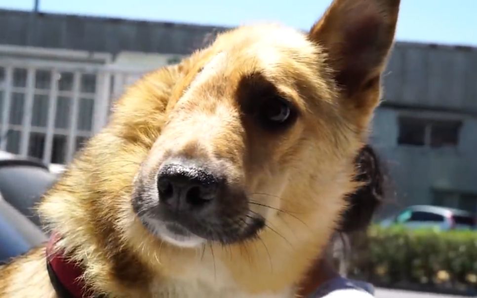 四年前只剩半张脸的狗狗,如今过得怎样了?_哔哩哔哩_bilibili