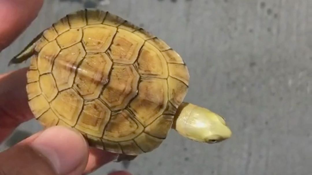 金头无眼线纯种小青龟苗,安徽老种龟繁殖,朋友圈jdziyi