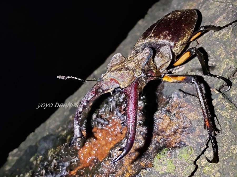 五龙山采集昆虫!各种昆虫!锹甲、兜虫、蚕蛾、东北锯锹、斑股深山锹、红腿刀锹、辽宁大锹、对马扁锹、单齿刀锹、独角仙、绿尾大蚕蛾、樗蚕蛾数不胜...