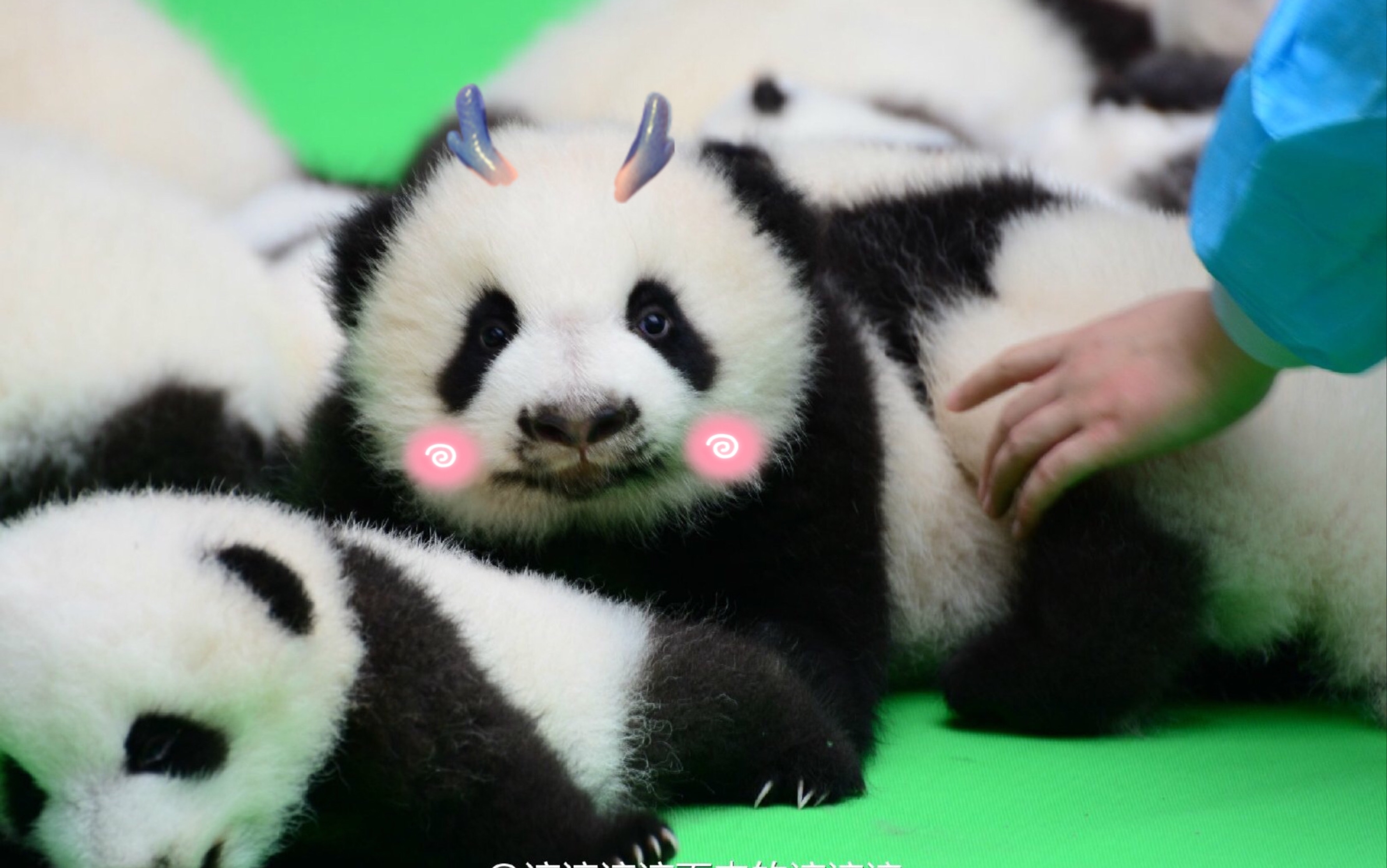 大熊猫雅竹# 没有瓶瓶奶的爱情就像一盘散沙 风都不用吹 走两步就散