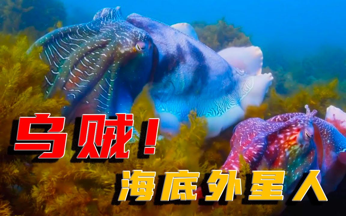 海底世界外星人. 烏賊!